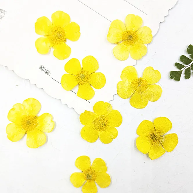 1.5-2cm/24pcs,Nature Real butt - Holiday Candle Set のレビューと価格