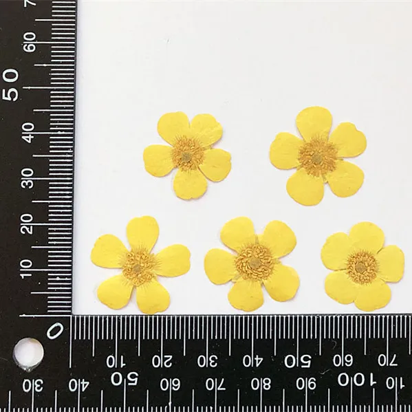1.5-2cm/24pcs,Nature Real butt - Holiday Candle Set のレビューと価格