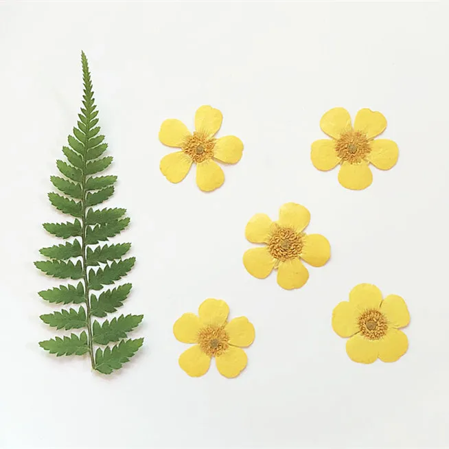 1.5-2cm/24pcs,Nature Real butt - Holiday Candle Set のレビューと価格